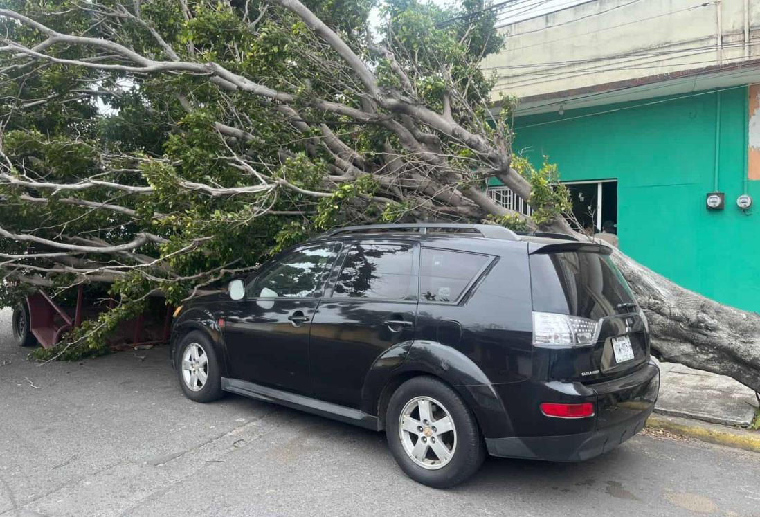 Norte en Veracruz: Árbol cae sobre camioneta en la colonia Centro | VIDEO