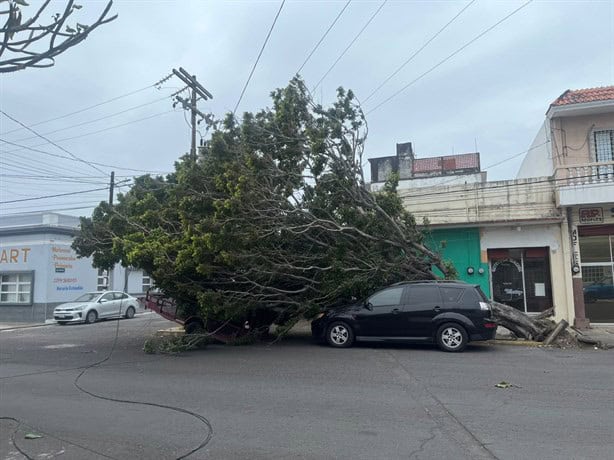 Norte en Veracruz: Árbol cae sobre camioneta en la colonia Centro | VIDEO