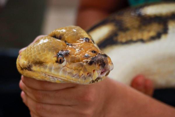 Trasladan enorme pitón a santuario de Veracruz