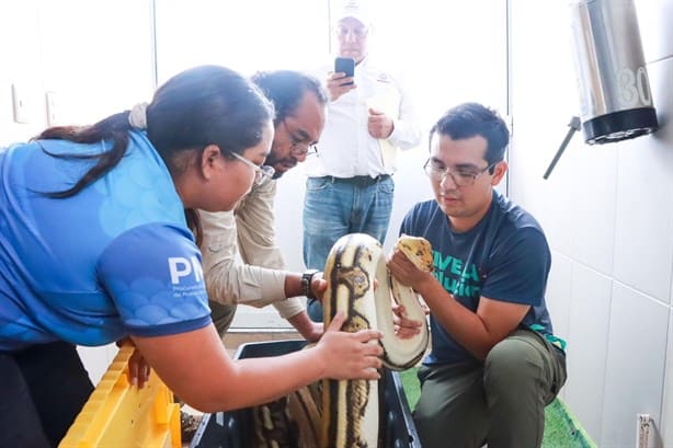 Trasladan enorme pitón a santuario de Veracruz