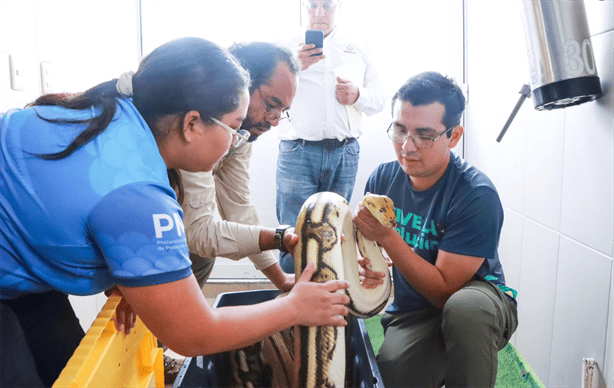 ¡Enorme habitante llega a Naturalia Xalapa!: ¿De qué especie se trata?