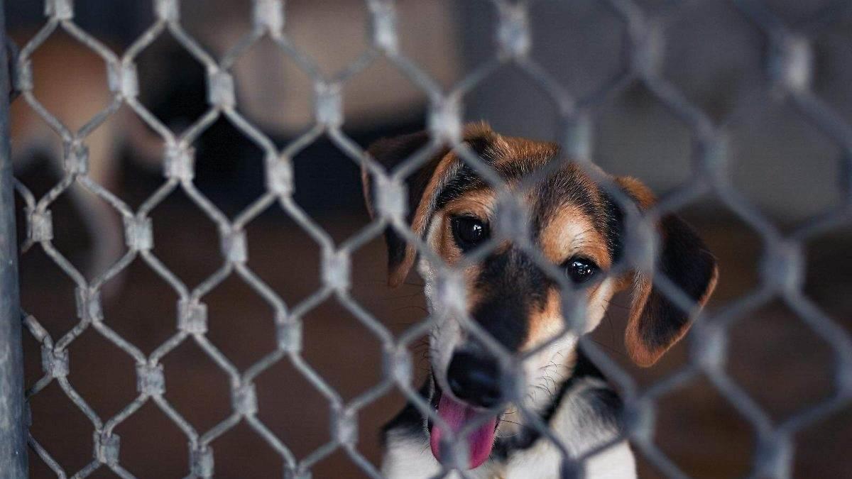 Activistas llaman a acatar leyes donde se prohíbe el maltrato animal en cualquier categoría