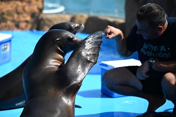 Aquarium de Veracruz: ¿Cuánto cuesta el estacionamiento en 2025 y qué horarios tiene?