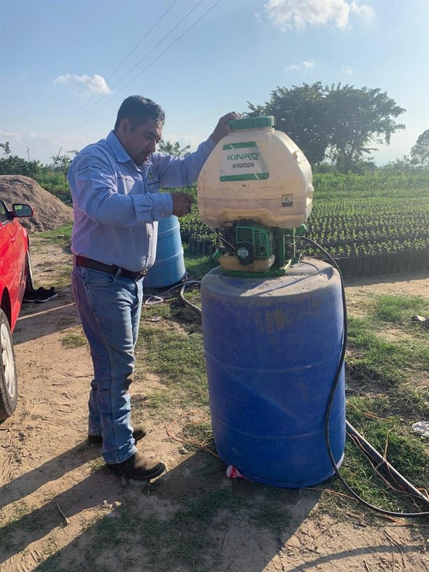 Bajas temperaturas amenazan producción de limón persa en Misantla