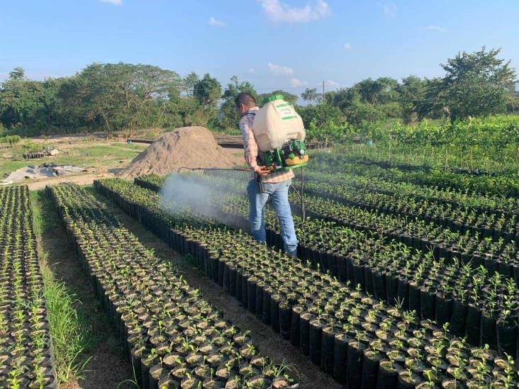 Bajas temperaturas amenazan producción de limón persa en Misantla