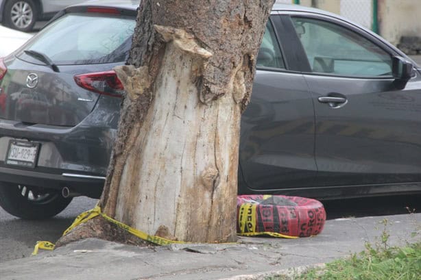 Vecinos de calle Juan Enríquez del puerto de Veracruz temen la caída de un árbol