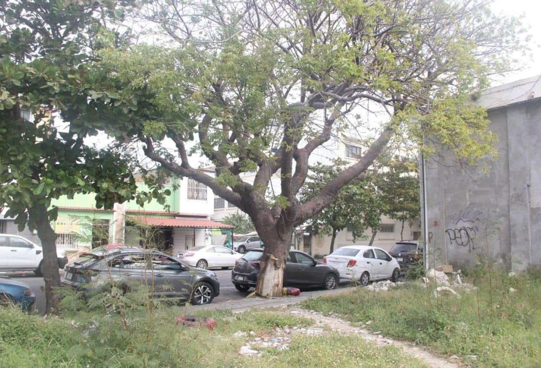 Vecinos de calle Juan Enríquez del puerto de Veracruz temen la caída de un árbol