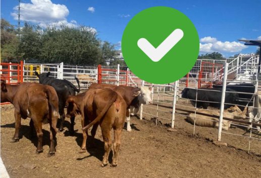 Ganaderos de Misantla buscan estrategias para mitigar efectos del clima en la región 