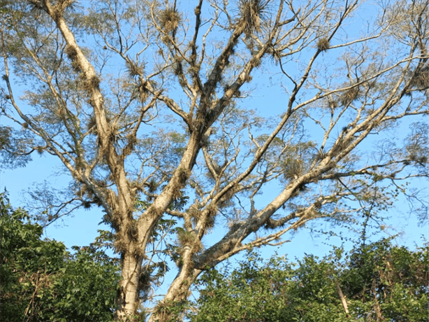 Abrirán santuario de tucanes en Mahuixtlán, Coatepec; así será 