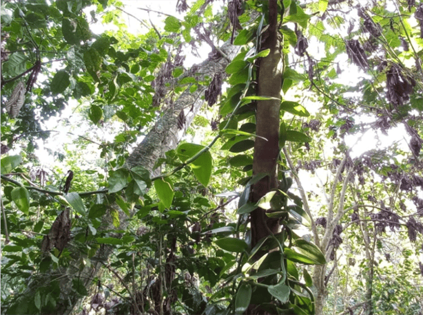 Abrirán santuario de tucanes en Mahuixtlán, Coatepec; así será 