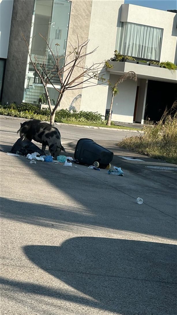 Sorprende pintoresco inquilino en Punta Tiburón, en la Riviera Veracruzana