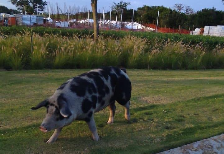 Sorprende pintoresco inquilino en Punta Tiburón, en la Riviera Veracruzana