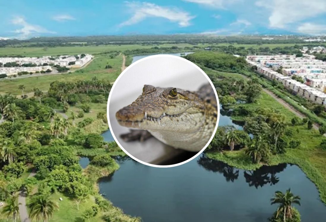 Alertan por nuevo avistamiento de cocodrilo en el Fraccionamiento Lagos de Puente Moreno