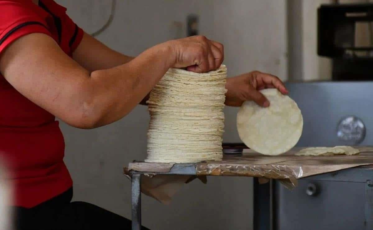 Precio de la tortilla podría aumentar hasta 2 pesos el kilo en este 2025 en Veracruz