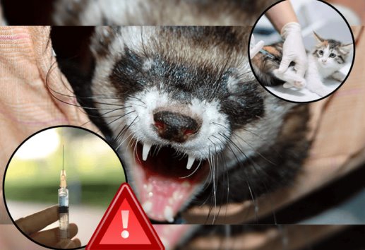 ¡Cuidado! Esto es lo que debes hacer de inmediato si te muerde un animal con rabia