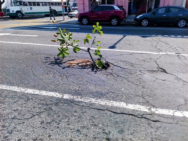 Alertan por peligroso socavón en la colonia Centro de Veracruz