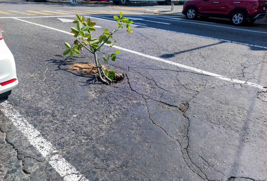 Alertan por peligroso socavón en la colonia Centro de Veracruz