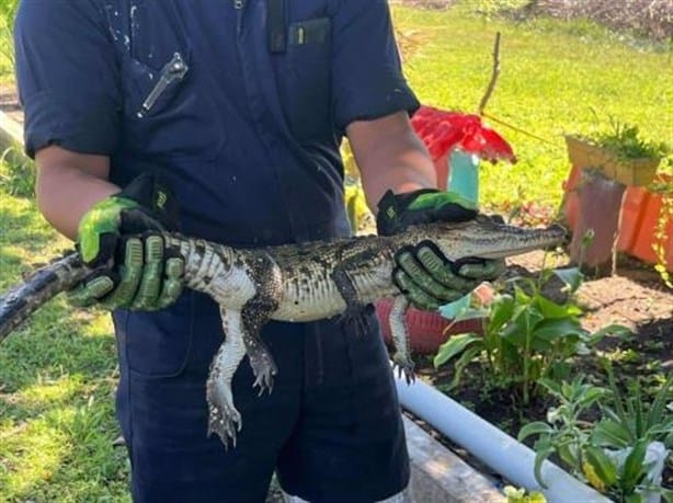 ¿En dónde reportar avistamientos de cocodrilos en Veracruz y cómo reaccionar ante uno?