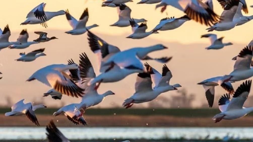 Lagunas de Veracruz, descanso de miles de aves migratorias durante invierno