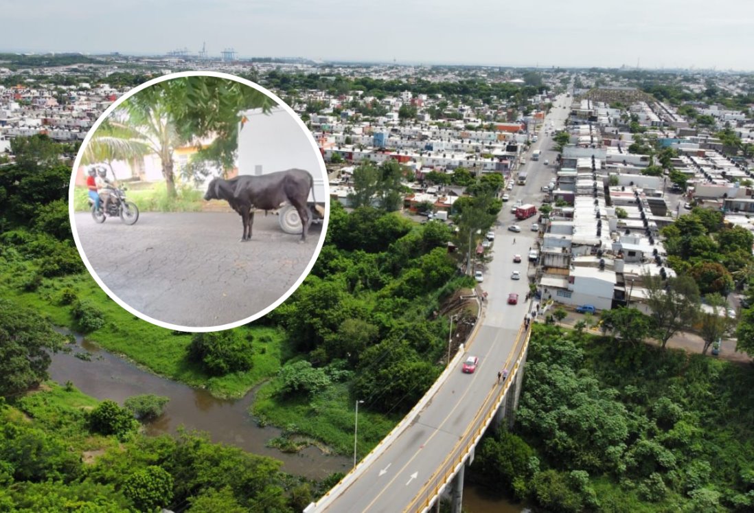 Alertan por presencia de vacas en el puente Los Torrentes, en Veracruz