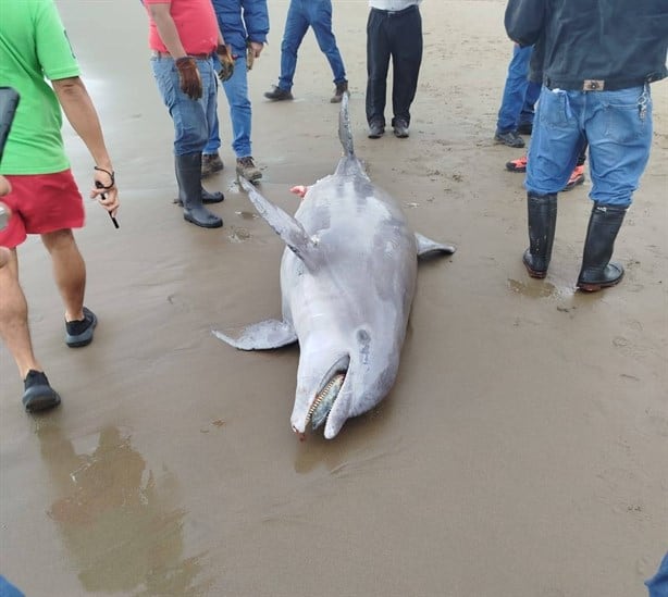 Hallan delfin muerto en playas de Coatzacoalcos ¡El primero del 2025!