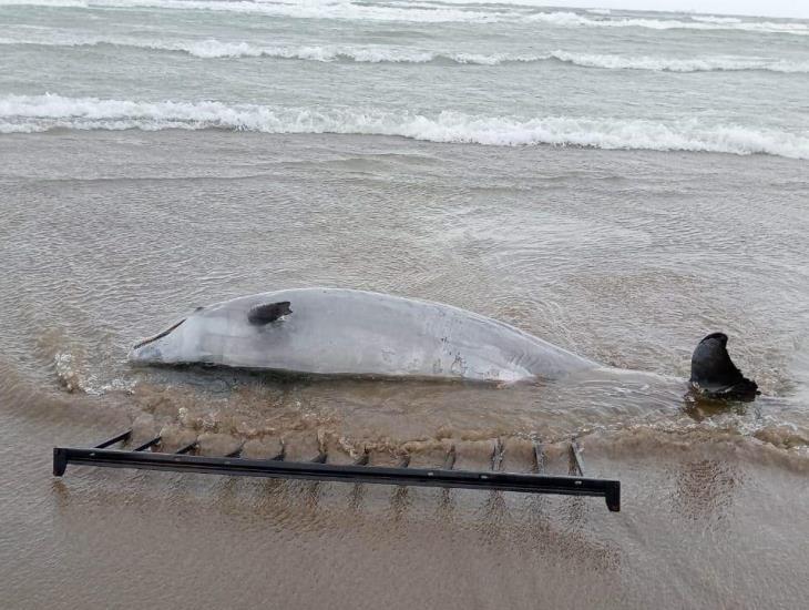 Hallan delfin muerto en playas de Coatzacoalcos ¡El primero del 2025!