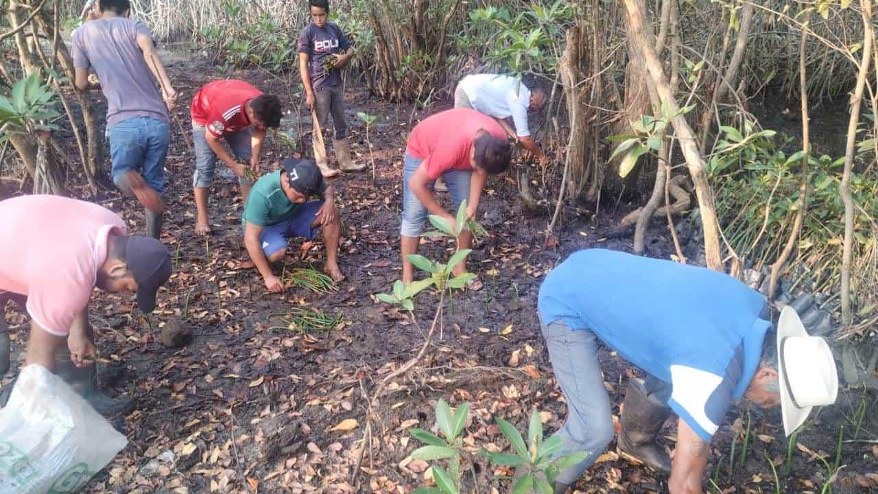 Leñadores de mangle siguen operando en el río Tonalá