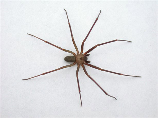 ¿Cómo identificar a una araña violinista y qué hacer si me pica una?