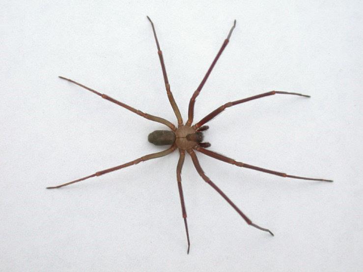 ¿Cómo identificar a una araña violinista y qué hacer si me pica una?