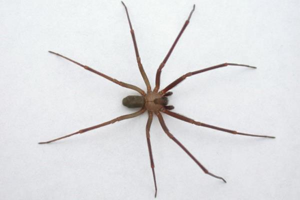 ¿Cómo identificar a una araña violinista y qué hacer si me pica una?