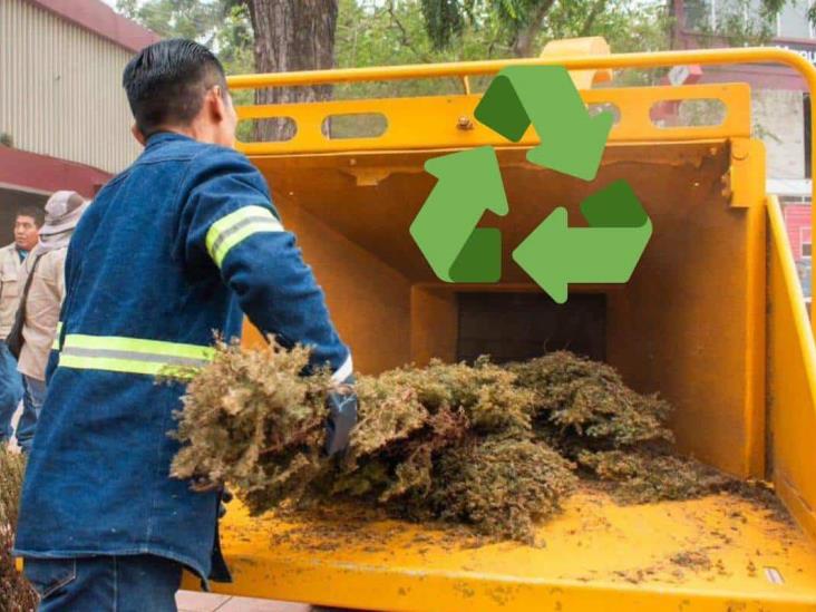 No lo olvides; ya puedes llevar a reciclar tu pino navideño en Xalapa