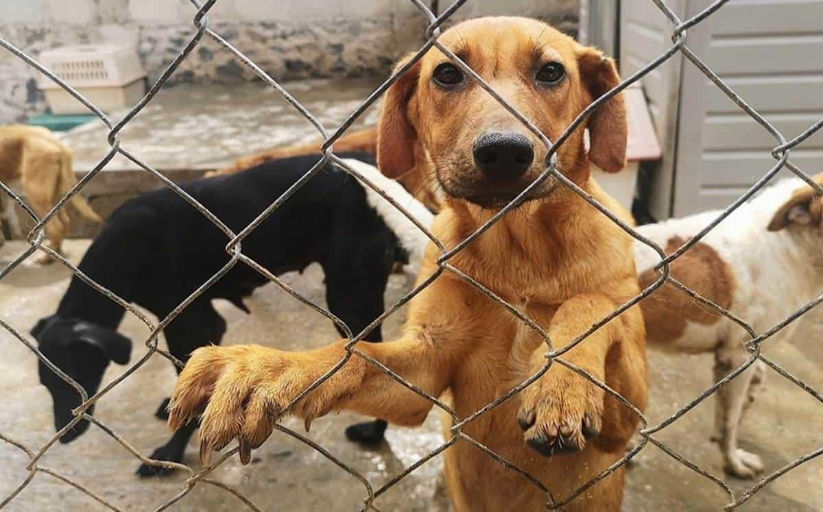 Abandono de perros y gatos se ha agudizado en colonias y fraccionamientos de la zona norte de Veracruz: activistas