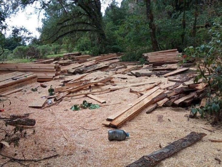 Cofre de Perote, víctima de una red criminal de tala ilegal