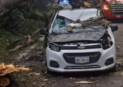 Susto en Las Trancas-Coatepec: enorme árbol cae sobre un auto cerca del poblado de Alborada