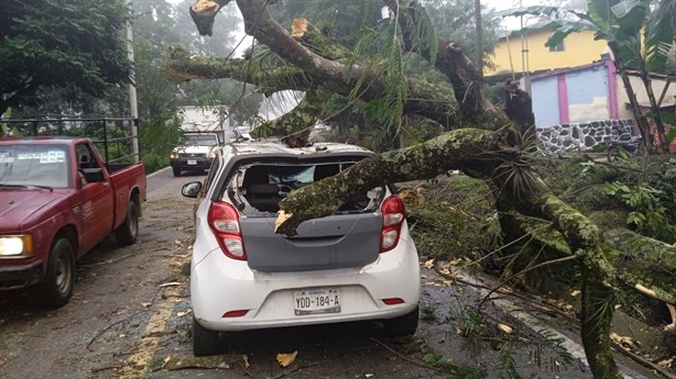 Susto en Las Trancas-Coatepec: enorme árbol cae sobre un auto cerca del poblado de Alborada