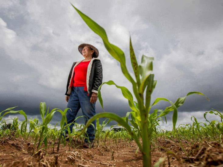 Produccción para el Bienestar: ¿quiénes pueden recibir el apoyo en Veracruz?