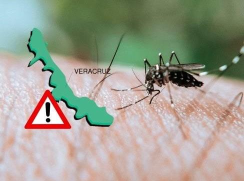 Dengue en Veracruz; 5 características del mosquito transmisor