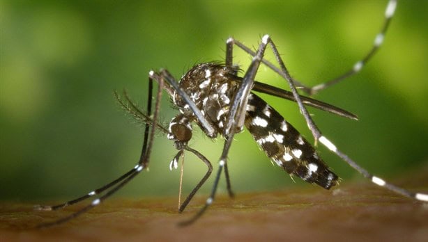 Dengue en Veracruz; 5 características del mosquito transmisor