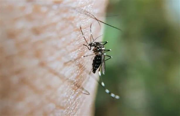 Dengue en Veracruz; 5 características del mosquito transmisor