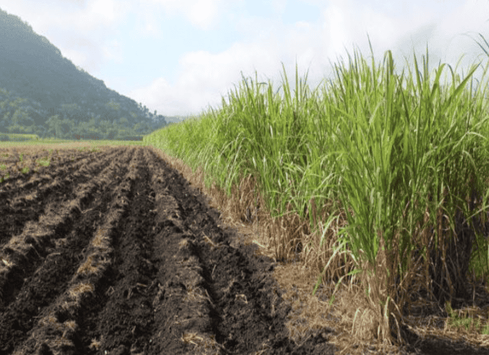 Campo cañero e ingenios azucareros en Veracruz