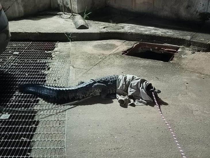 Rescate de cocodrilo en calles del centro de Minatitlán generó revuelo entre vecinos