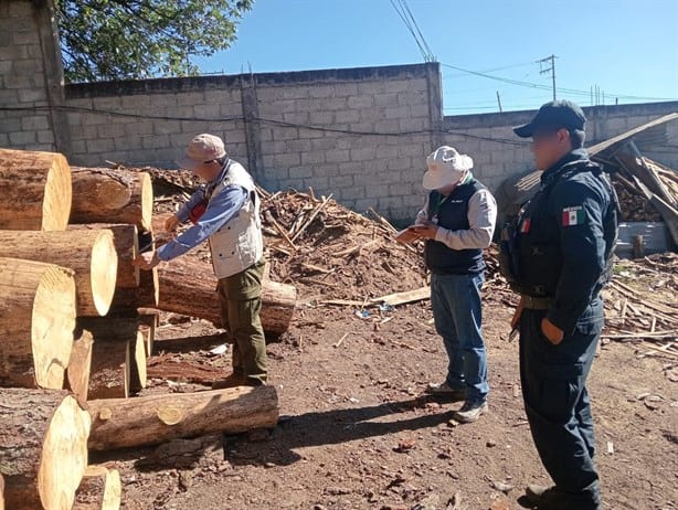 Van contra saqueo forestal en Veracruz; clausuran 13 aserraderos en el país