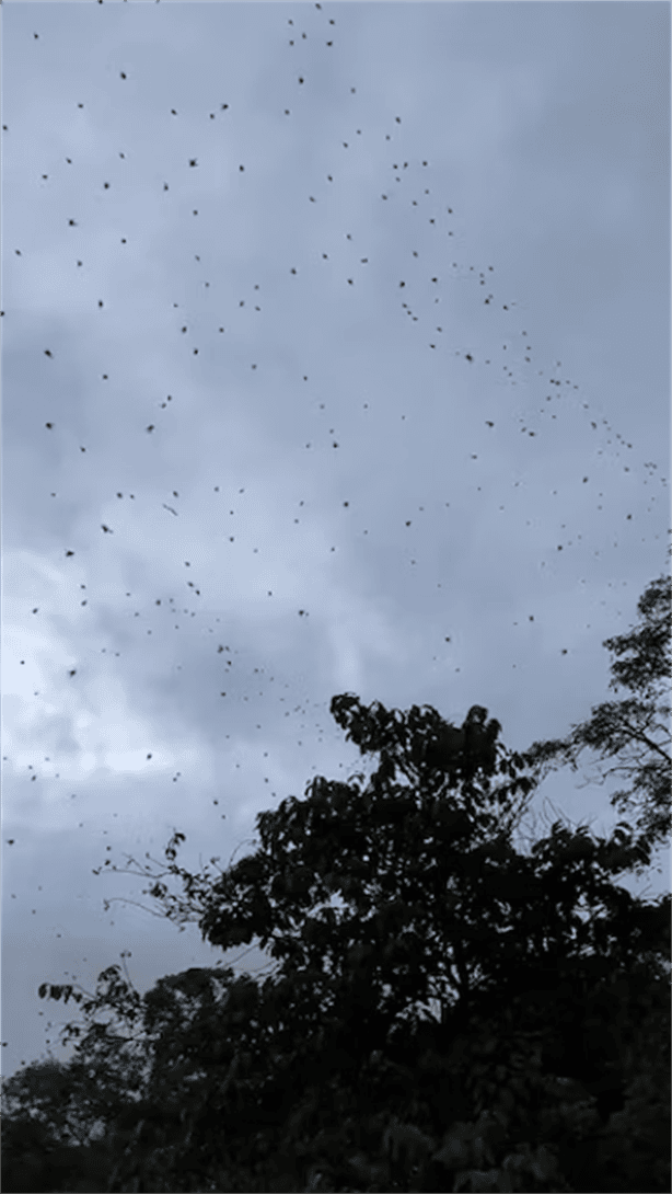 Lluvia de arañas en Brasil: ¿qué hay detrás de este fenómeno natural? (+VIDEO)