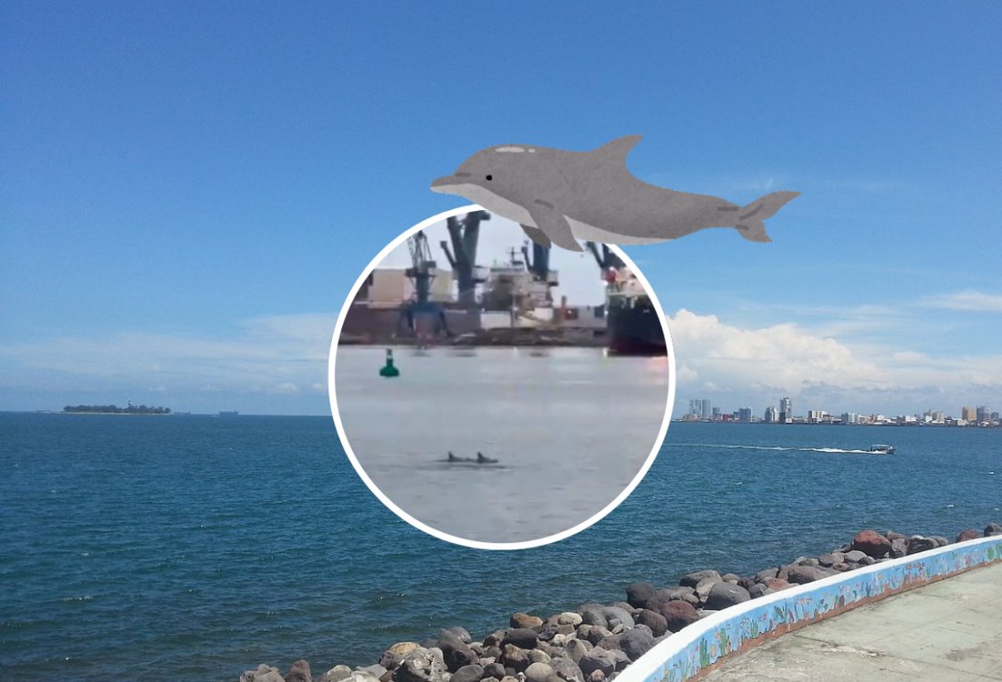 Avistan manada de delfines en el puerto de Veracruz | VIDEO