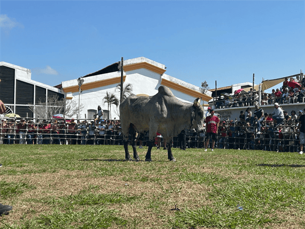 Finaliza la suelta de toros en Tlacotalpan en honor a la Virgen de la Candelaria