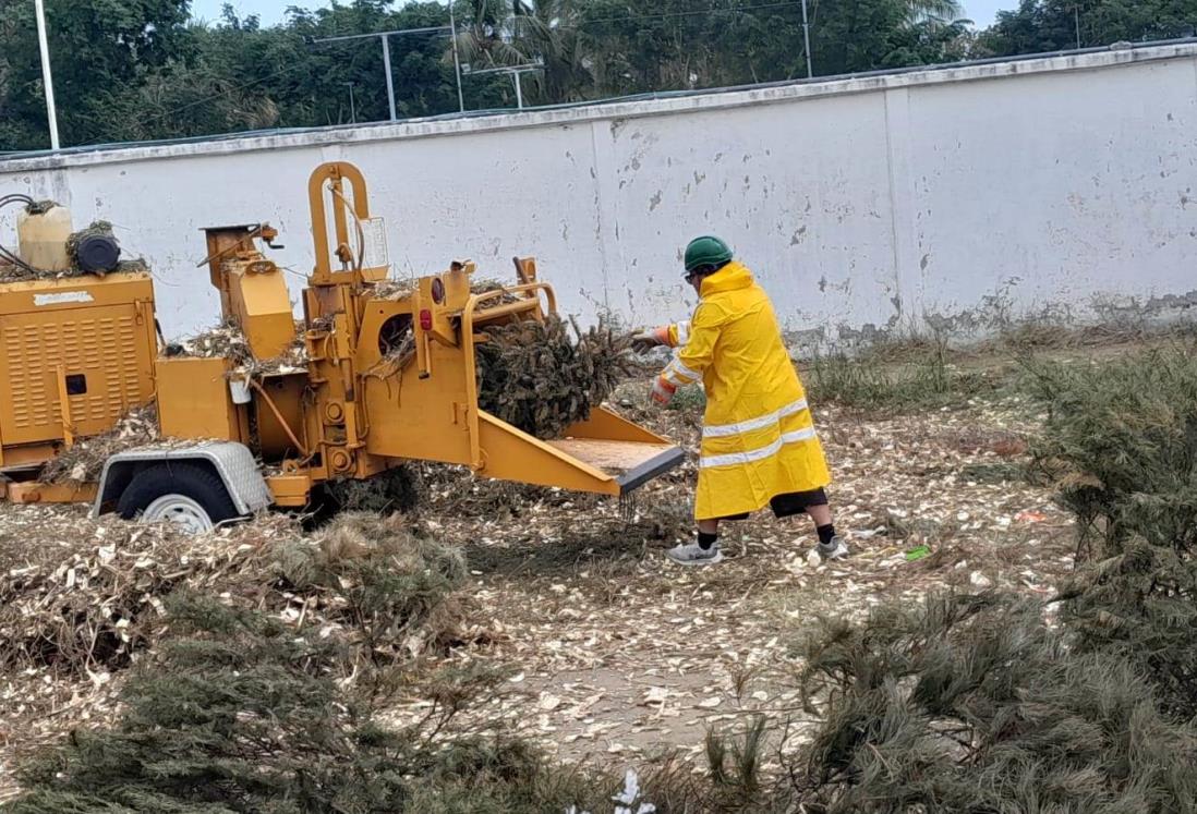 Van más de 8 mil árboles de Navidad reciclados en Veracruz