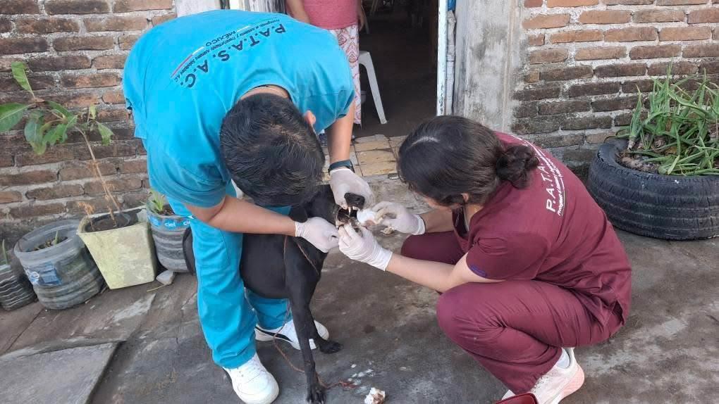 Perro al que le quitaron la lengua en Veracruz perdió la vida por la gravedad de la lesión