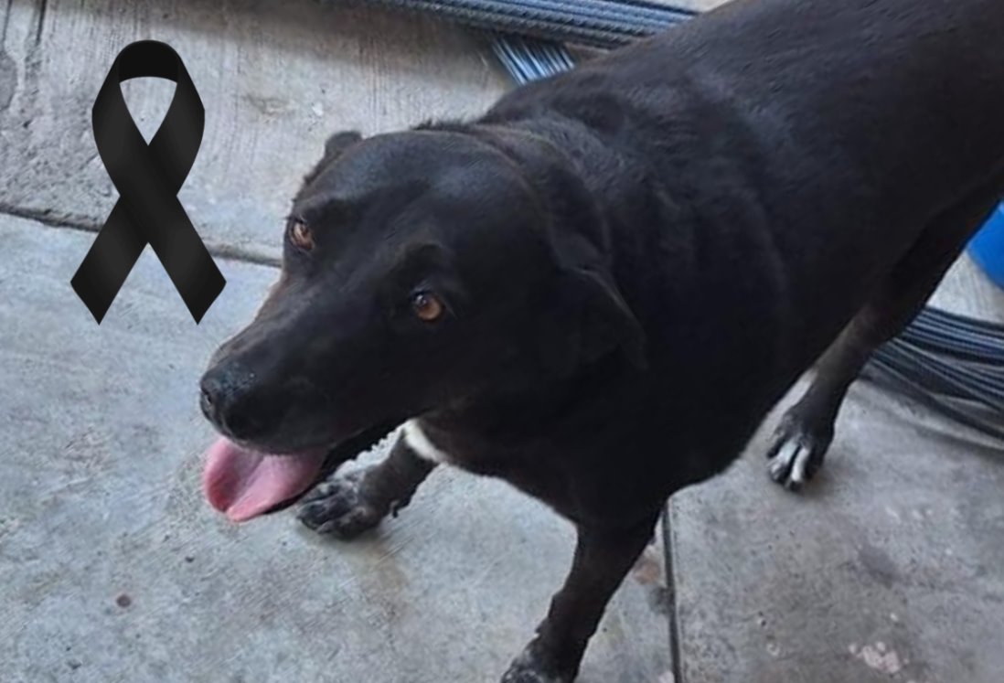 Fallece “Negra”, perrita labrador atacada por dos pitbulls en Rio Medio I; vecinos piden justicia