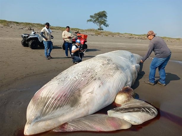 Encuentran una ballena de 15 metros sin vida en la playa de Nautla |VIDEO