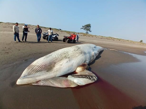 Encuentran una ballena de 15 metros sin vida en la playa de Nautla |VIDEO